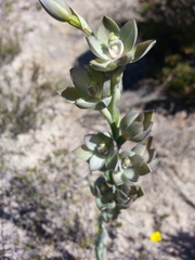 Thelymitra epipactoides
