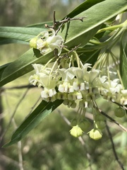 Gomphocarpus