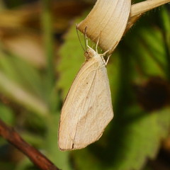 Eurema herla
