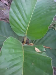 Dipterocarpus