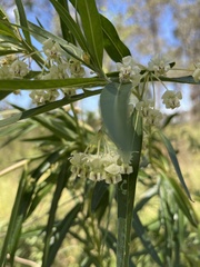 Gomphocarpus