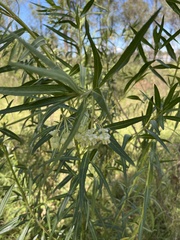 Gomphocarpus