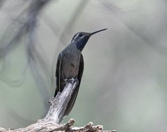 Lampornis clemenciae