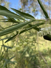 Gomphocarpus