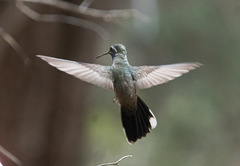 Lampornis clemenciae