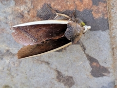 Gonodonta