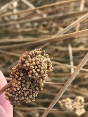 Juncus australis