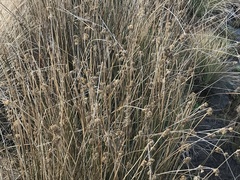 Juncus australis