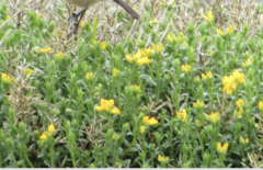 Genista hispanica