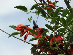 Xylocopa frontalis