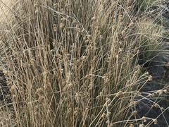 Juncus australis