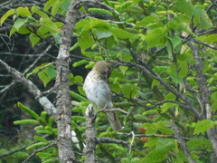 Catharus bicknelli