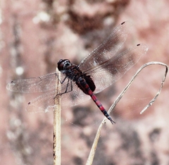 Tramea limbata