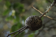 Callirhytis quercussuttoni