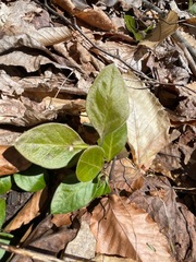 Polygaloides paucifolia