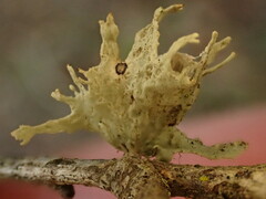 Ramalina canariensis