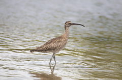 Numenius phaeopus hudsonicus