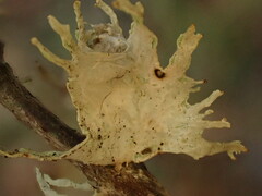 Ramalina canariensis