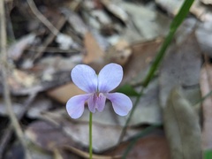 Viola silicestris