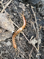 Scolopocryptops gracilis