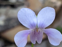Viola silicestris