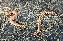 Scolopocryptops gracilis