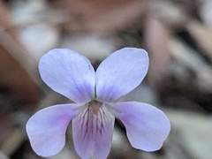 Viola silicestris