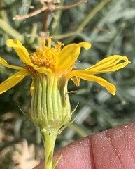 Senecio flaccidus douglasii