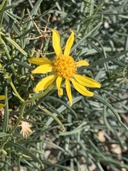 Senecio flaccidus douglasii