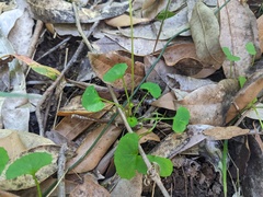 Viola silicestris