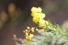 Acacia gittinsii