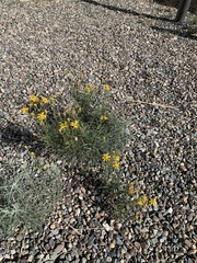 Senecio flaccidus douglasii
