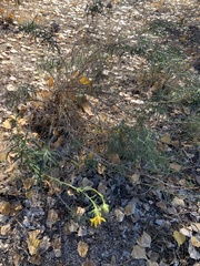 Senecio flaccidus douglasii