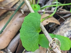 Viola silicestris