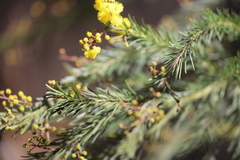 Acacia gittinsii