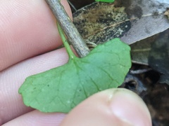 Viola silicestris
