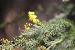Acacia gittinsii