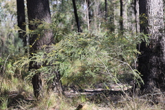 Acacia gittinsii