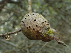 Callirhytis quercussuttoni