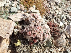 Potentilla crebridens