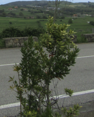 Laurus nobilis