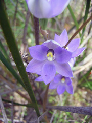 Thelymitra alcockiae