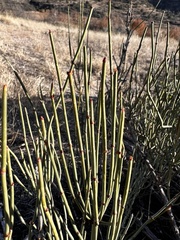 Ephedra viridis