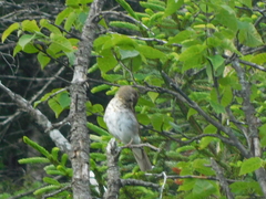 Catharus bicknelli