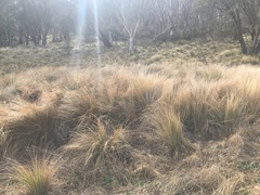 Poa labillardierei