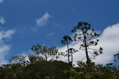 Araucaria rulei