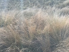 Poa labillardierei