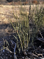 Ephedra viridis