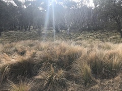 Poa labillardierei