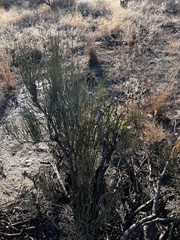 Ephedra viridis